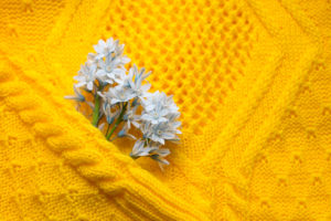 Alt text: Kwiaty pierwiosnka ułożone wewnątrz żółtego swetra.